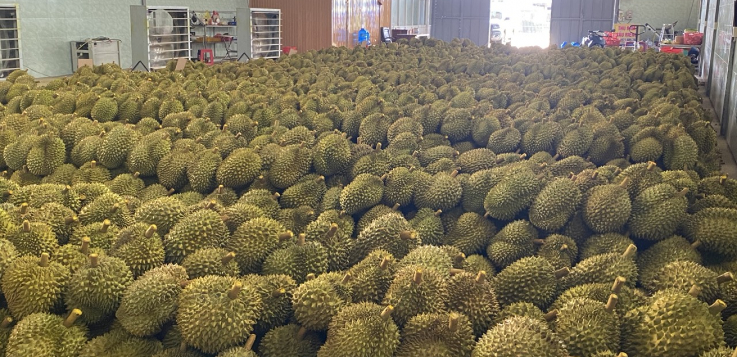 Vựa sầu riêng lâm đồng | sầu riêng trường phát | thu mua sầu riêng xuất khẩu lâm đồng