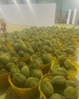 Phân loại sầu riêng khi chở về