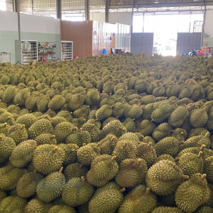 CHẾ BIẾN SẦU RIÊNG XUẤT KHẨU