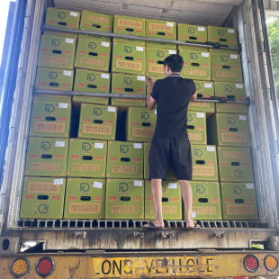 XUẤT KHẨU SẦU RIÊNG