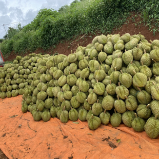 THU MUA SẦU RIÊNG