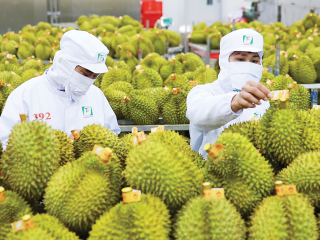 Kim ngạch "tỷ đô" của sầu riêng và bài toán cân bằng thị trường xuất khẩu