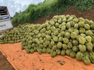 THU MUA SẦU RIÊNG