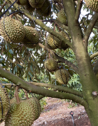 Vườn Sầu Riêng