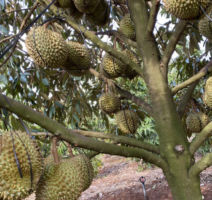 Vườn Sầu Riêng