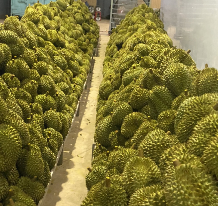 Sầu riêng đợi đóng thùng