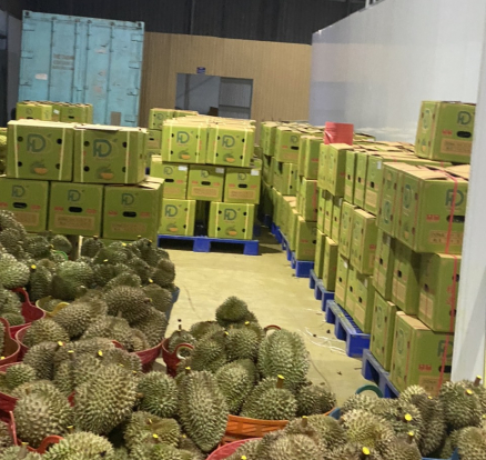 Đóng thùng sầu riêng chuẩn bị xuất đi
