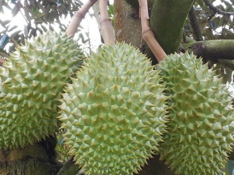 Vườn Sầu Riêng