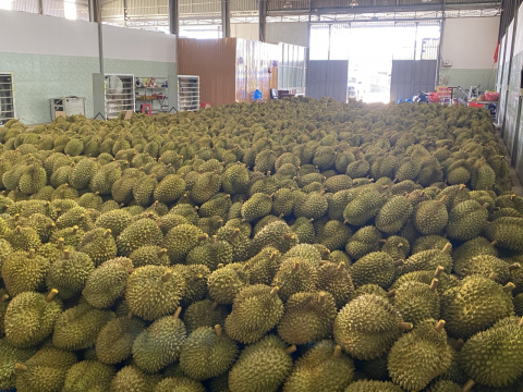 Sầu riêng phân loại