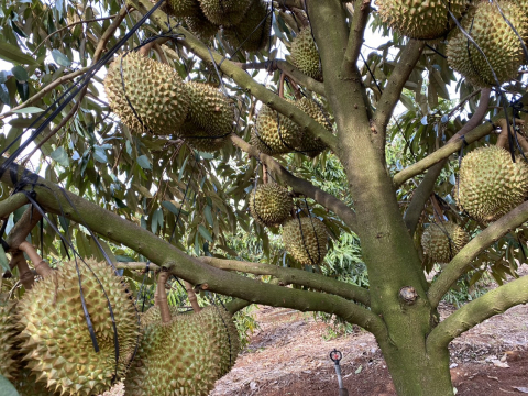 Vườn Sầu Riêng