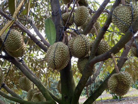 Vườn Sầu Riêng