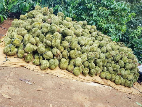 Vườn Sầu Riêng