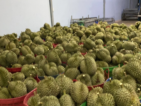 Phân loại sầu riêng khi chở về