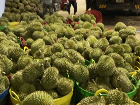 Phân loại sầu riêng khi chở về