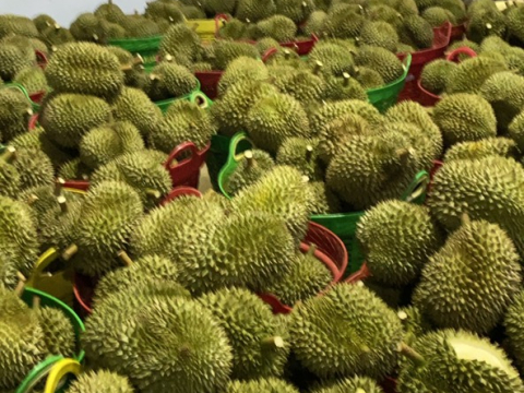 Phân loại sầu riêng khi chở về