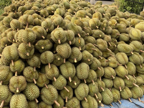 Thu hoạch sầu riêng