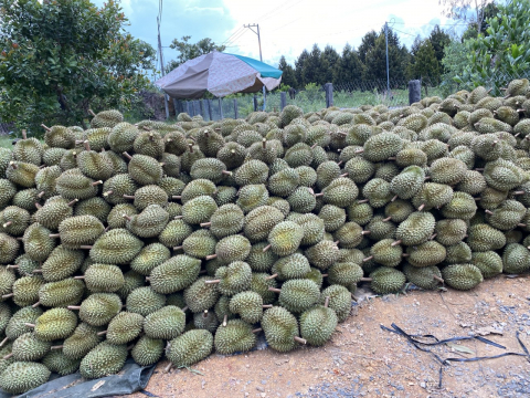 Thu hoạch sầu riêng