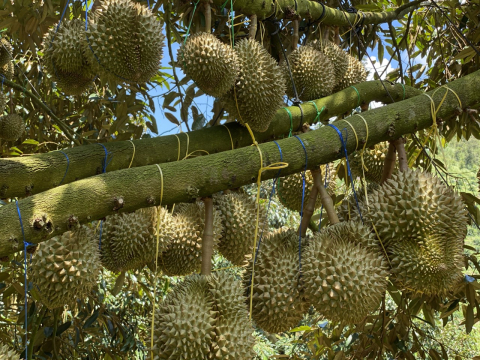 Thu hoạch sầu riêng