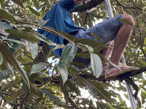 Thu hoạch sầu riêng