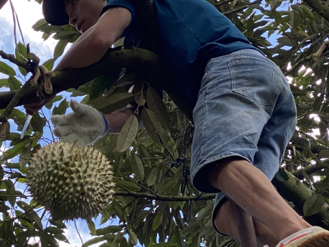 Thu hoạch sầu riêng