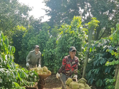 Thu hoạch sầu riêng