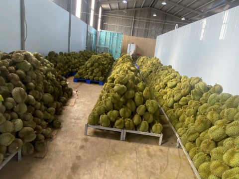 Sầu riêng đợi đóng thùng