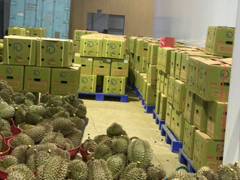 Đóng thùng sầu riêng chuẩn bị xuất đi