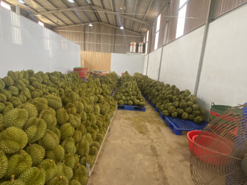 Đóng thùng sầu riêng chuẩn bị xuất đi