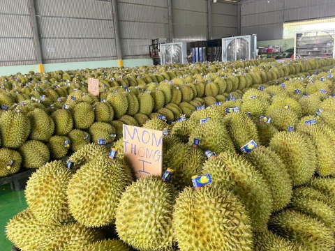 Sầu riêng phân loại