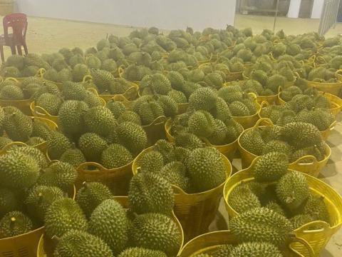 Sầu riêng phân loại