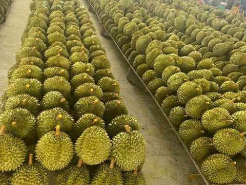 Sầu riêng phân loại