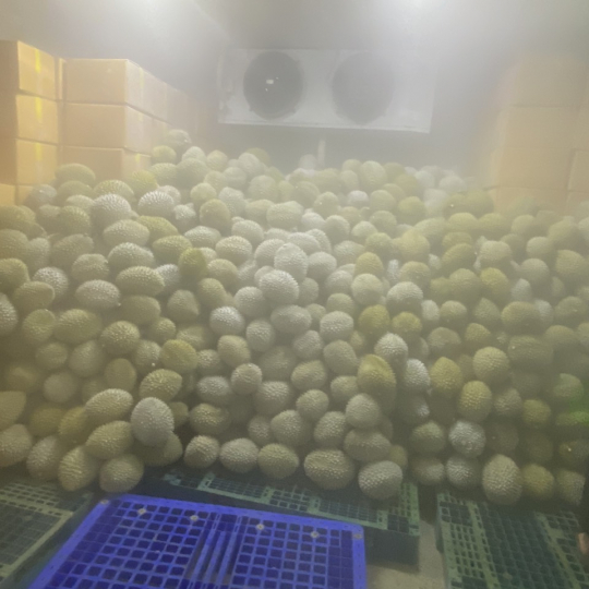 SẦU RIÊNG CẤP ĐÔNG NGUYÊN TRÁI