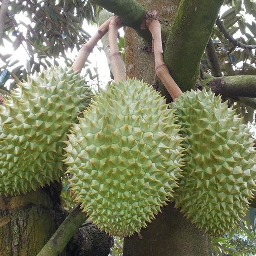 sau rieng dona lam dong