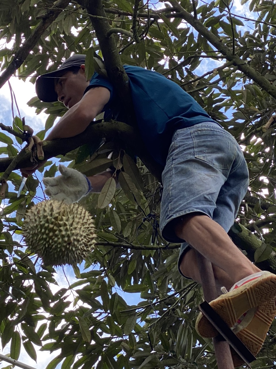 sau rieng xuat khau lam dong