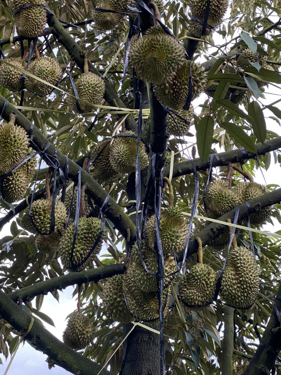 thu mua sau rieng lam dong