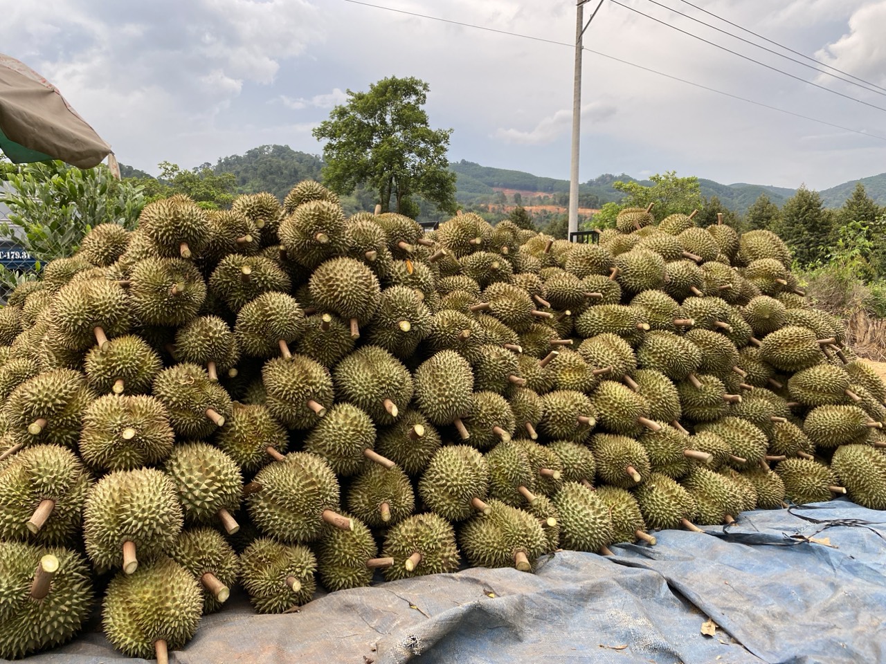 vựa sầu riêng lâm đồng